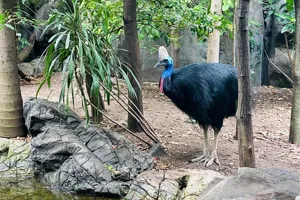 Cassowary3