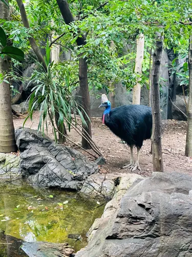 Cassowary3