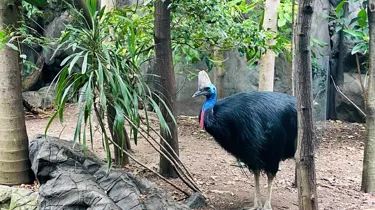 Cassowary3