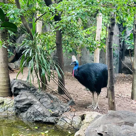 Cassowary3