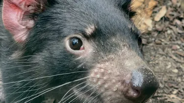 Dharra The Tasmanian Devil 1