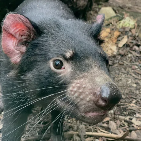 Dharra The Tasmanian Devil 1