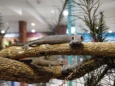 WLS Three Geckos On Branch