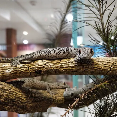 WLS Three Geckos On Branch
