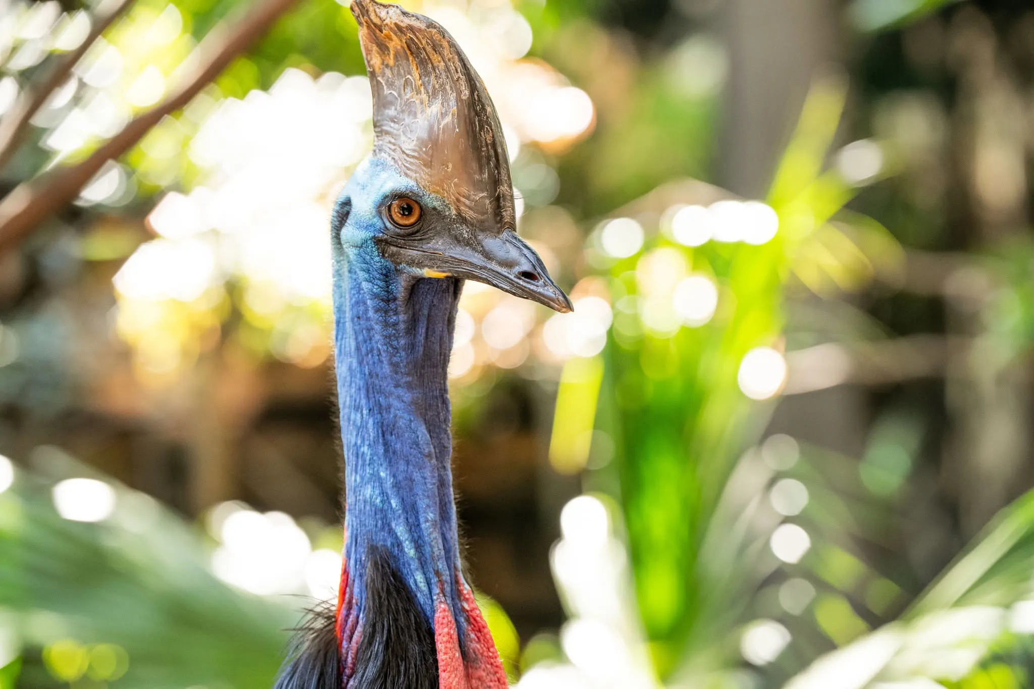 Princess The Cassowary At WILD LIFE Sydney Zoo