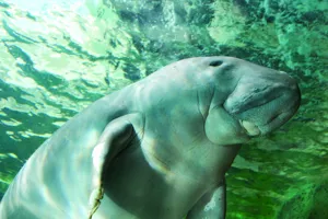 Dugong4