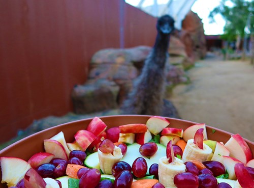 WLS Emu Looking At Fruit Bowl