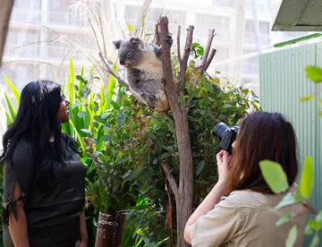 Koala Photo 2