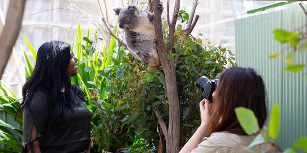 Koala Photo 2