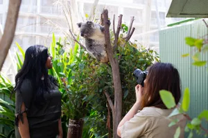 Koala Photo 2