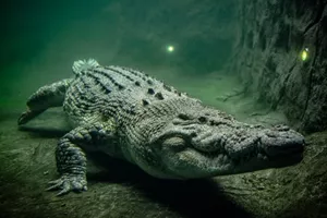 Saltwater Crocodile at WILD LIFE Sydney Zoo