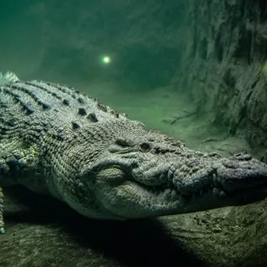 Saltwater Crocodile at WILD LIFE Sydney Zoo