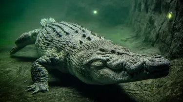 Saltwater Crocodile at WILD LIFE Sydney Zoo