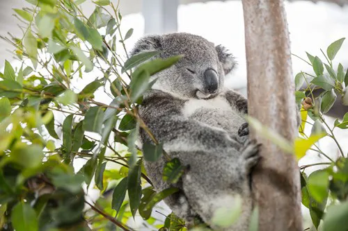 Koala In Tree