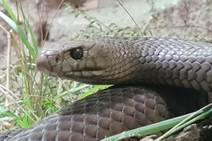 Kevin The Eastern Brown Snake
