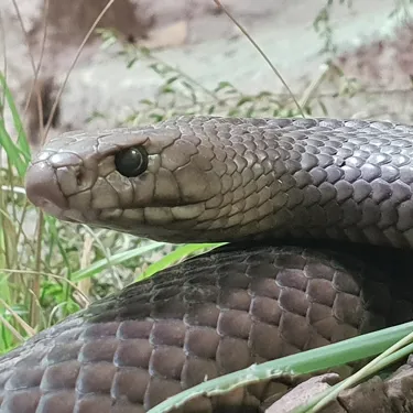 Kevin The Eastern Brown Snake