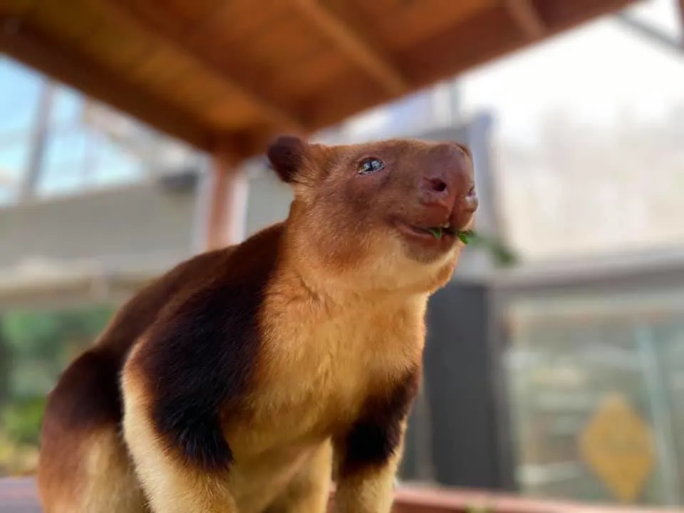 WLS Kofi Tree Kangaroo 9