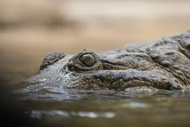 Freshcrocs 9341 Benholgate