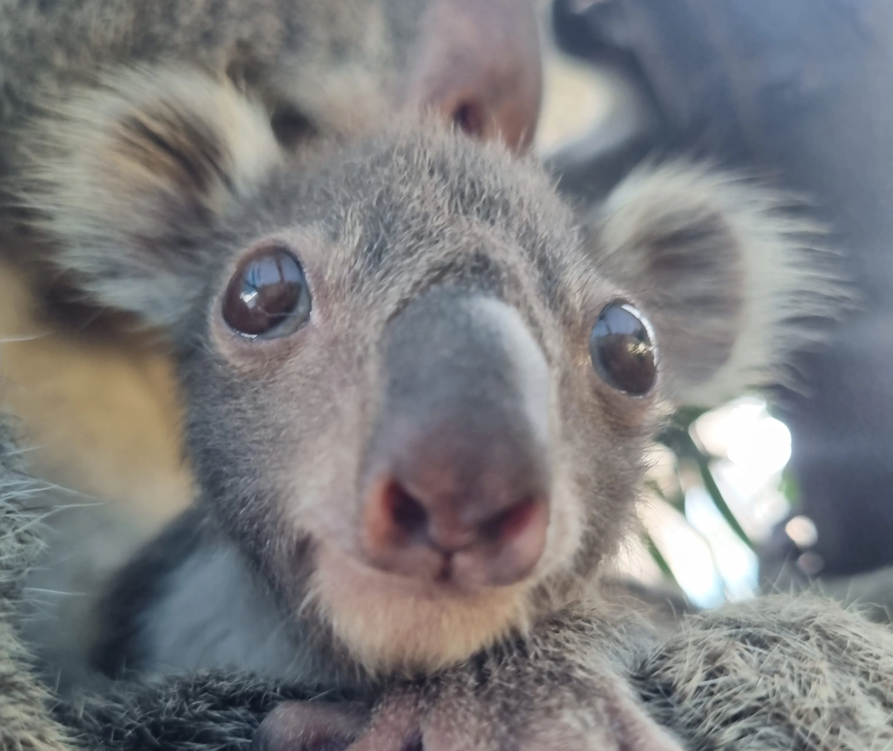 WLS Koala Joey Cropped