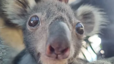 WLS Koala Joey Cropped