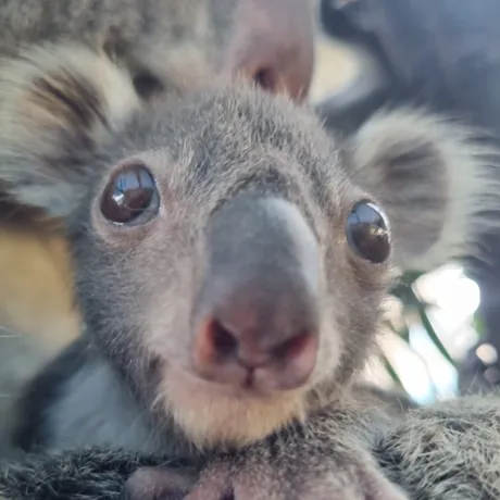 WLS Koala Joey Cropped