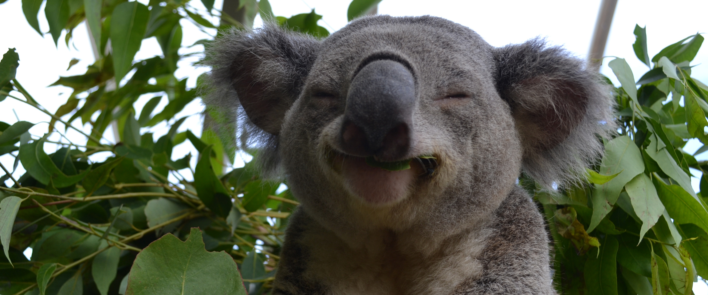 Koala Smiling