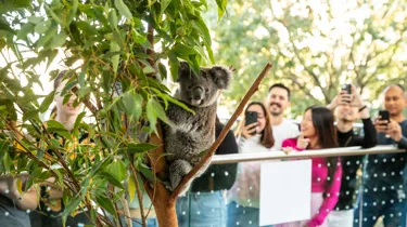 Koala Breakfast