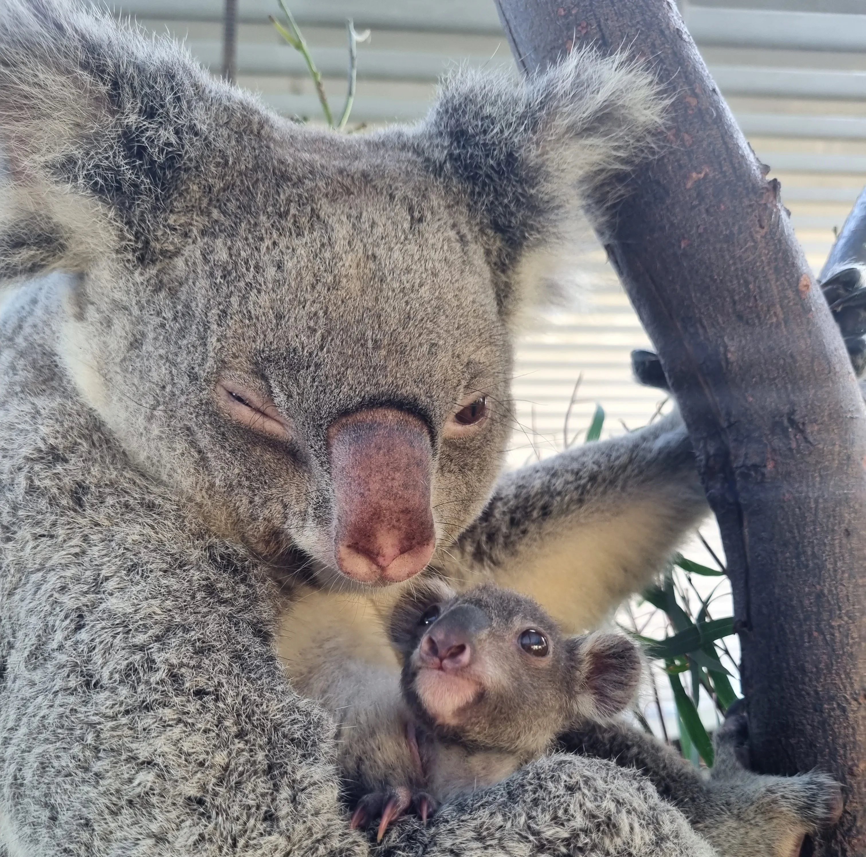 WLS Koala Joey With Mum Cropped