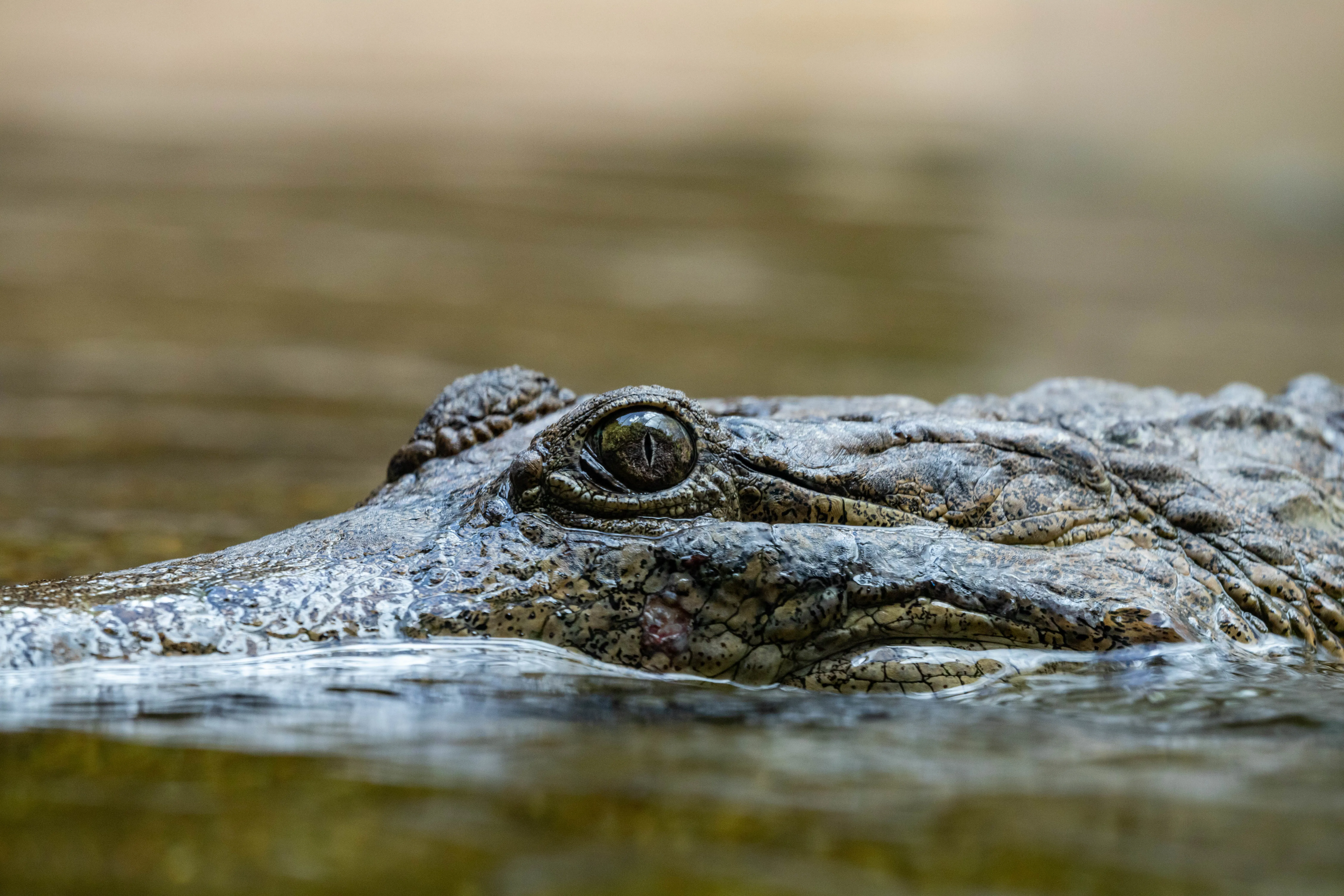 Freshcrocs 9304 Benholgate