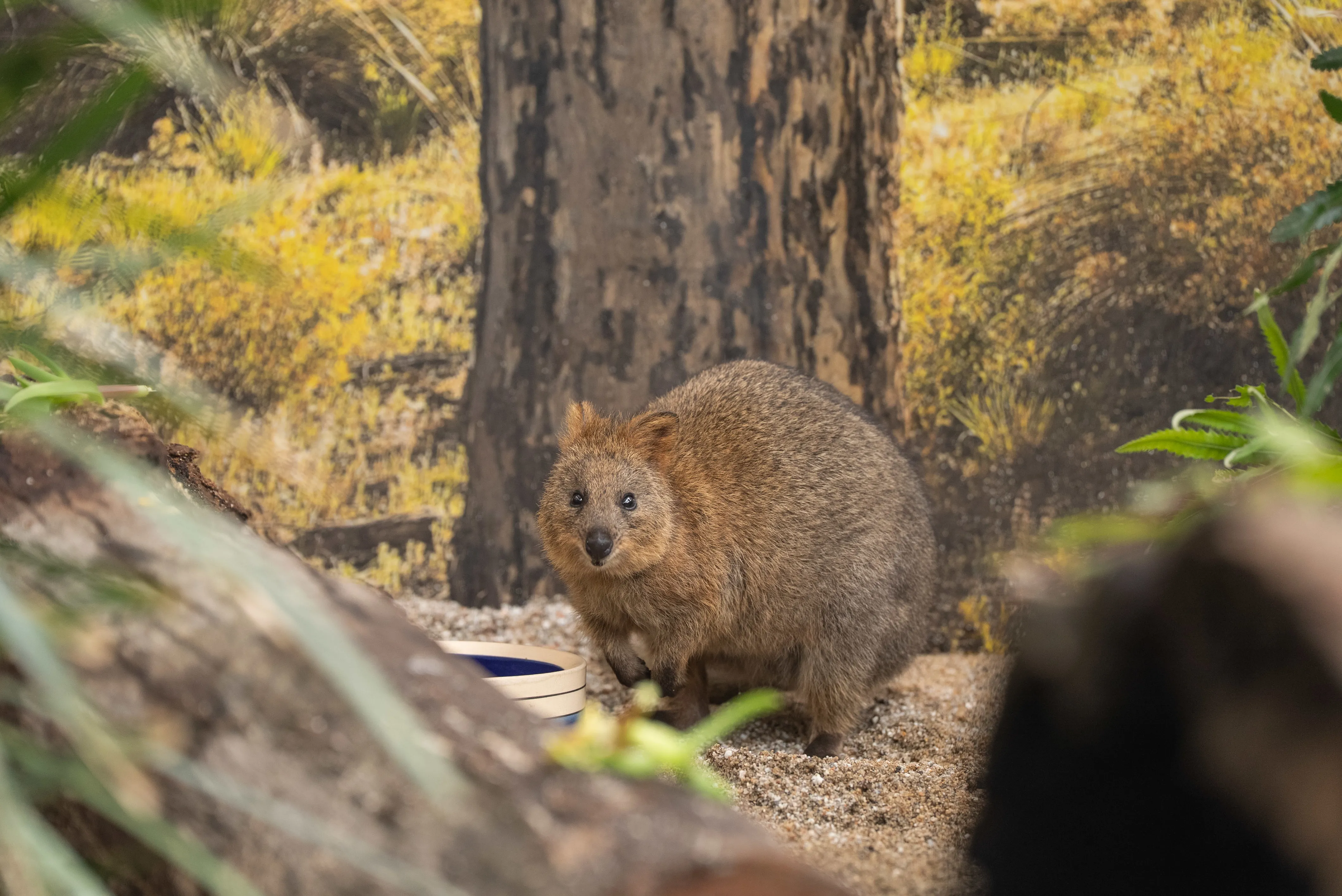 RJ The Quokka WILD LIFE Sydney Zoo 6