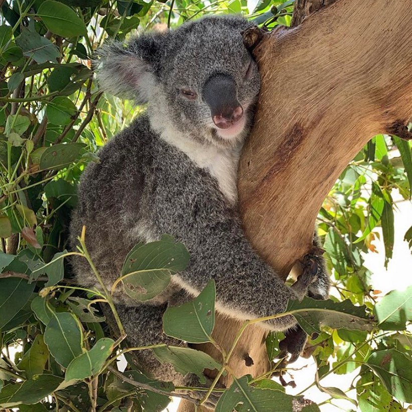 How do You Check on the Health of a Koala?
