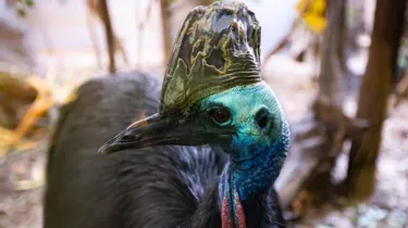 WILD LIFE Sydney Zoo Southern Cassowary