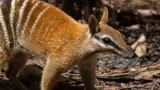 WLS Frankie The Numbat IMG 9800Benholgate