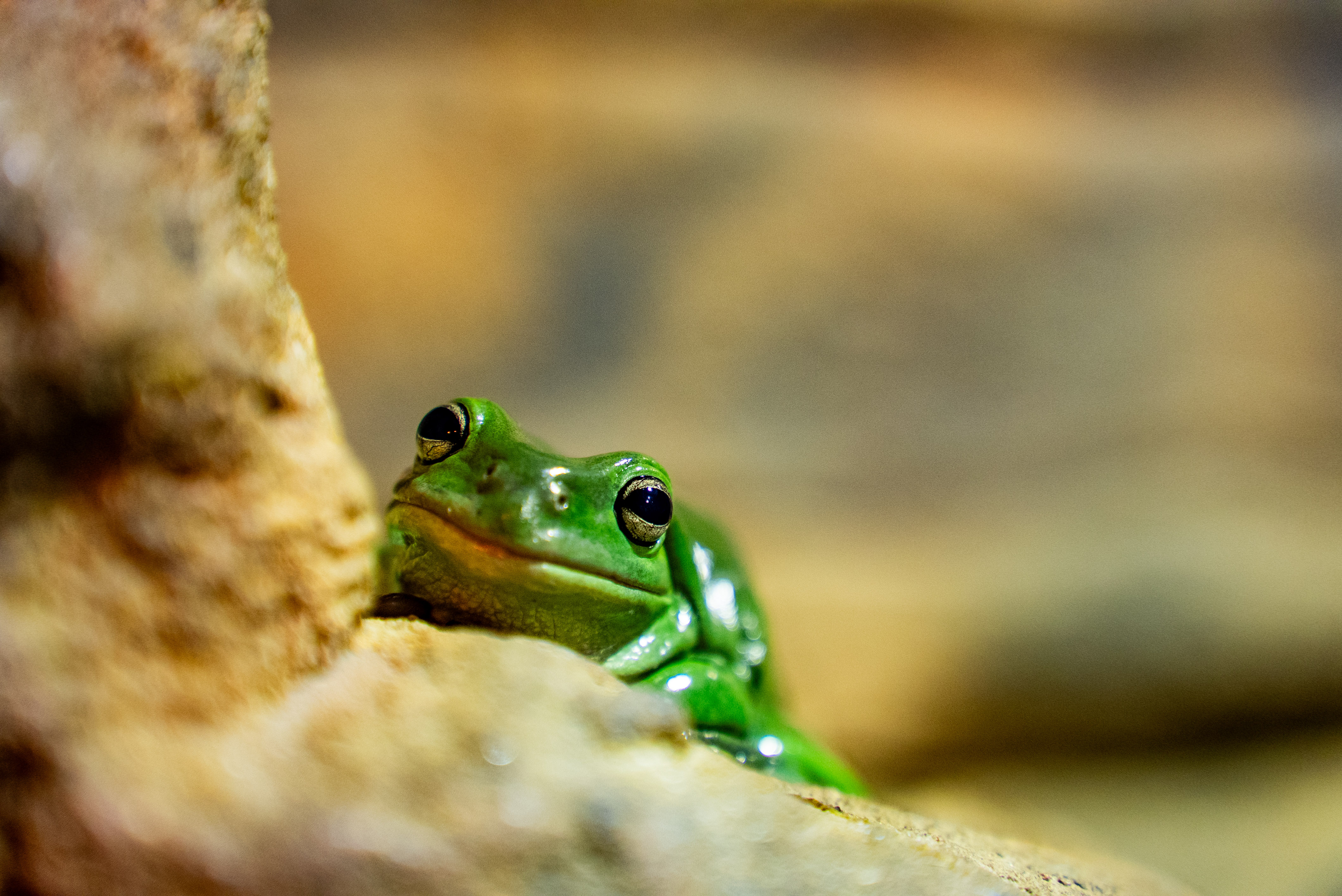 Green Tree Frog Close Up WILD LIFE Sydney Zoo