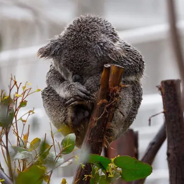 WL Koala In The Rain