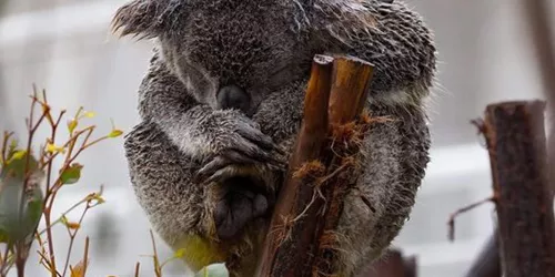 WL Koala In The Rain