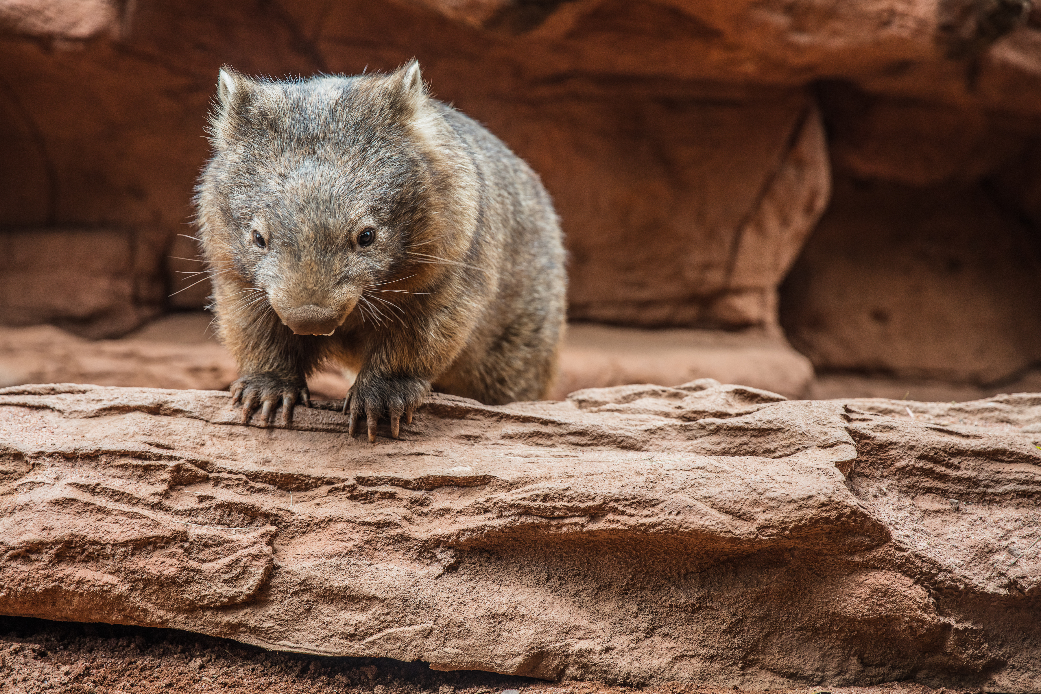 Wombat On Rock