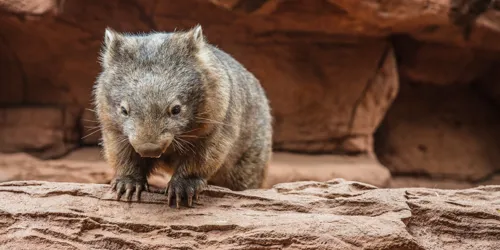 Wombat On Rock