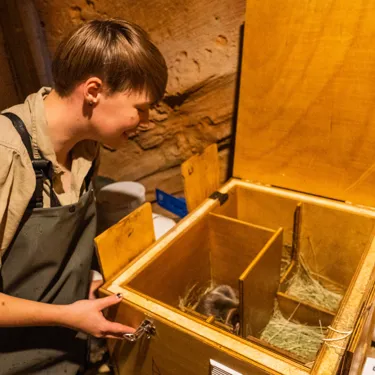 Keeper Jessica Dick Checks Platypus In Nest Box